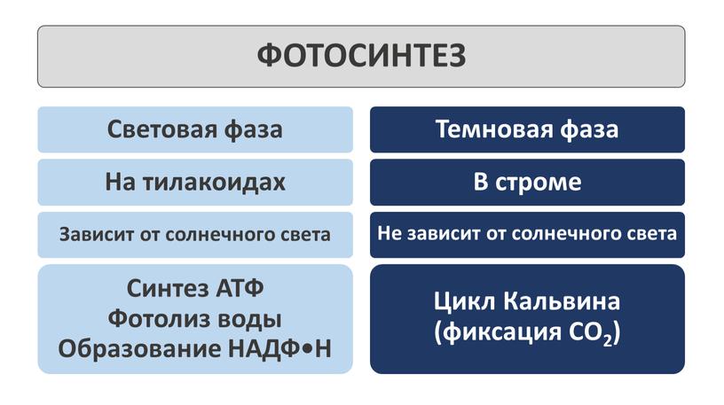 ФОТОСИНТЕЗ Световая фаза Темновая фаза