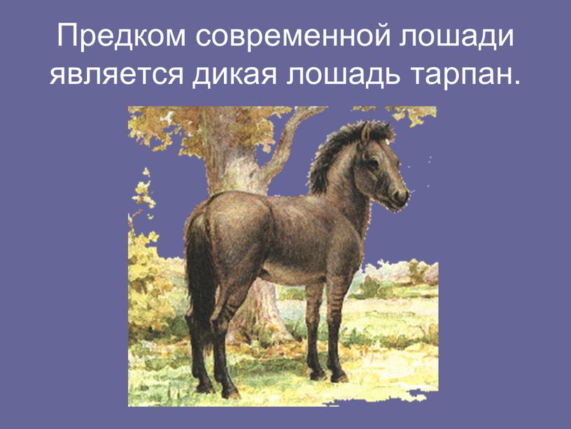 Предком современной лошади является дикая лошадь тарпан