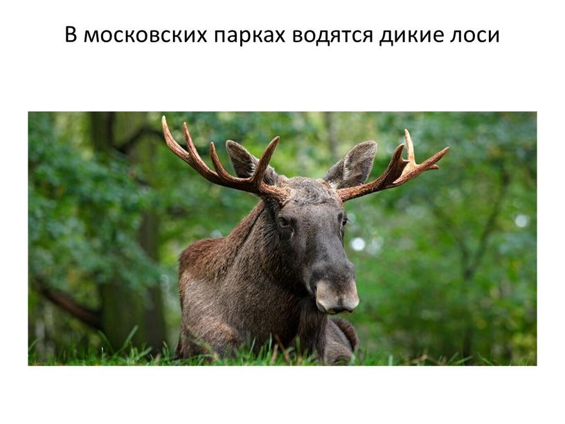 В московских парках водятся дикие лоси