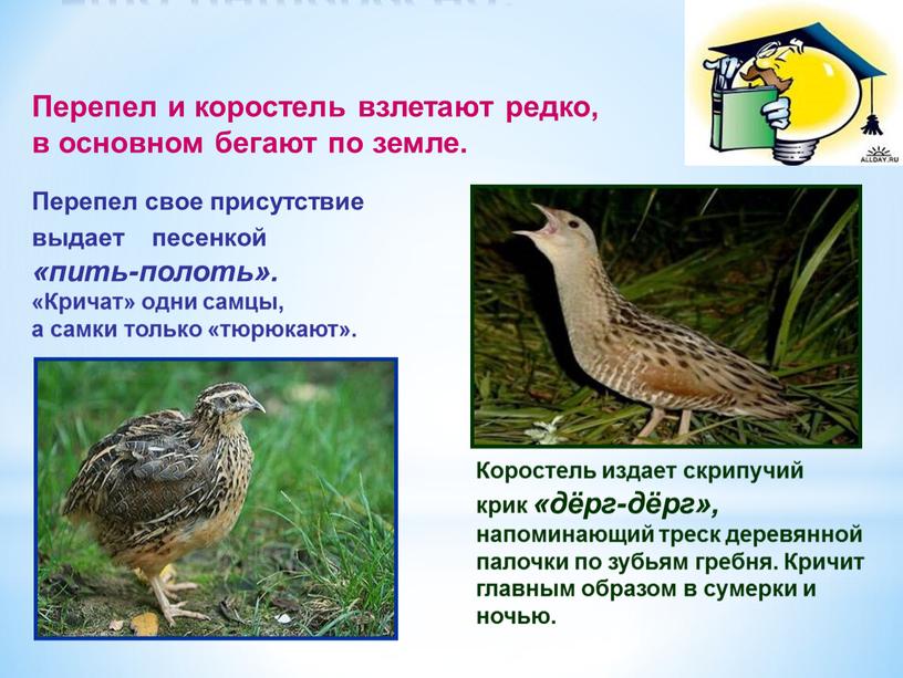 Это интересно: Перепел и коростель взлетают редко, в основном бегают по земле