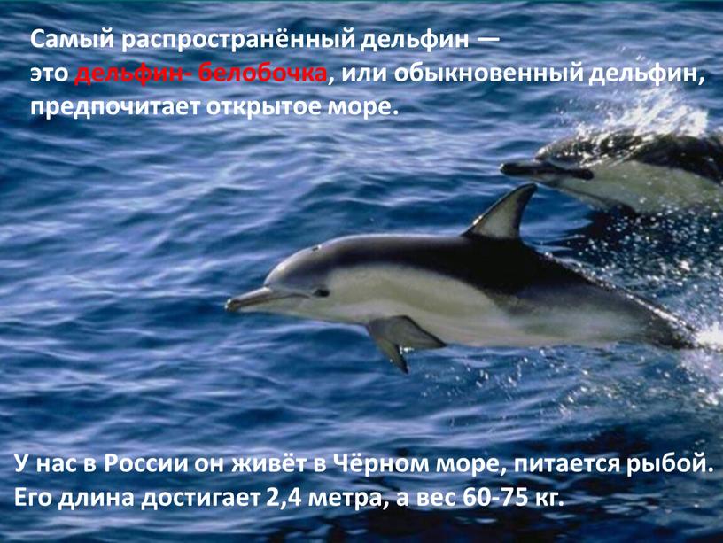 Самый распространённый дельфин — это дельфин- белобочка, или обыкновенный дельфин, предпочитает открытое море