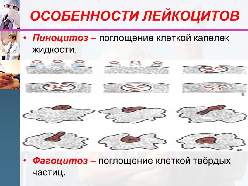 ОСОБЕННОСТИ ЛЕЙКОЦИТОВ Пиноцитоз – поглощение клеткой капелек жидкости