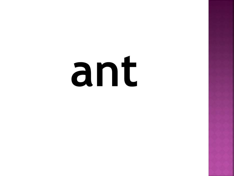 ant