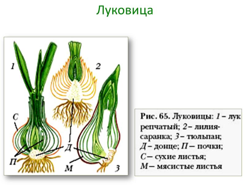 Луковица