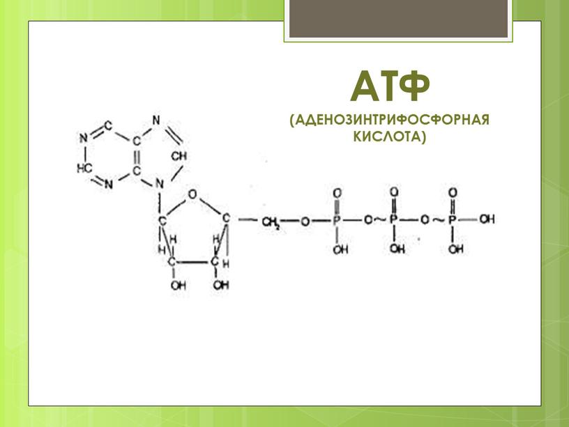 АТФ (аденозинтрифосфорная кислота)