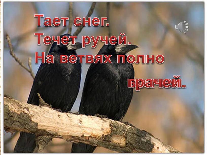 Тает снег. Течет ручей. На ветвях полно врачей