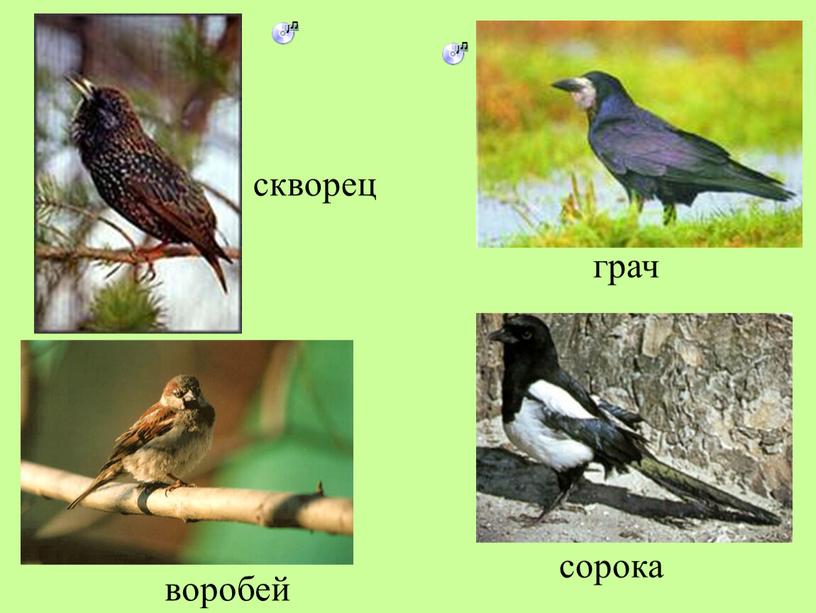 скворец грач сорока воробей