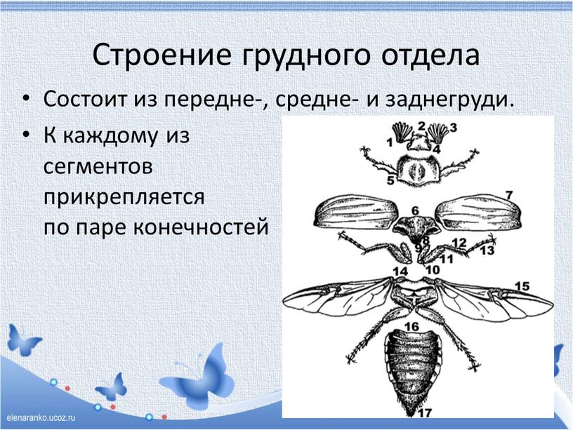 Строение грудного отдела Состоит из передне-, средне- и заднегруди