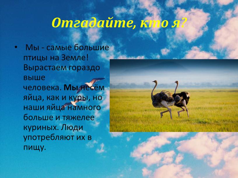 Отгадайте, кто я? Мы - самые большие птицы на