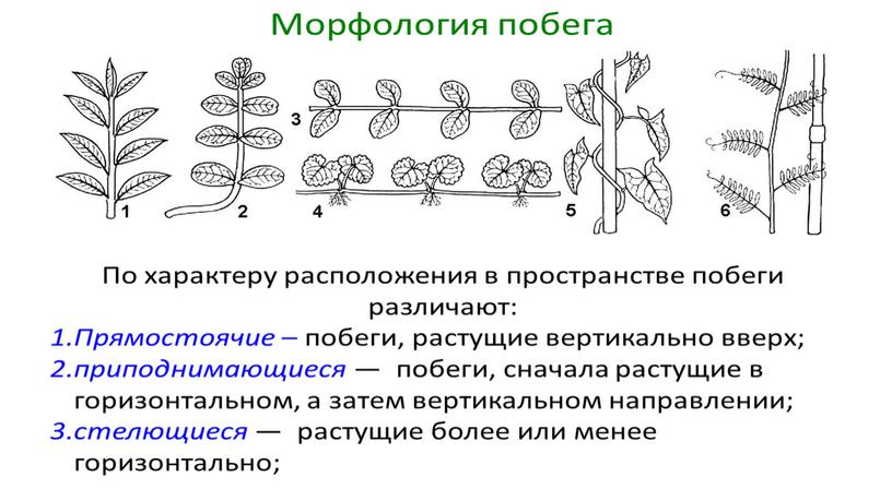 Размножение и оплодотворение растений. Вегетативное размножение