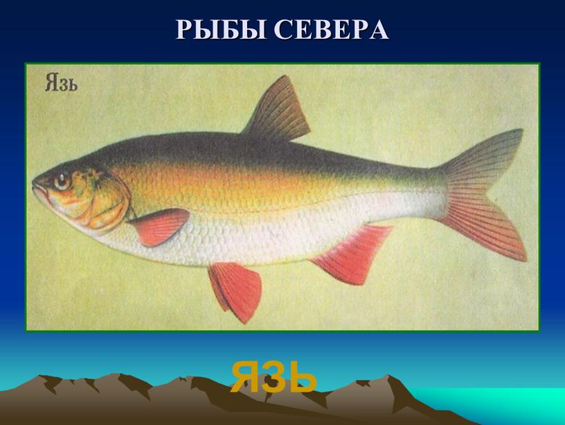 РЫБЫ СЕВЕРА ЯЗЬ