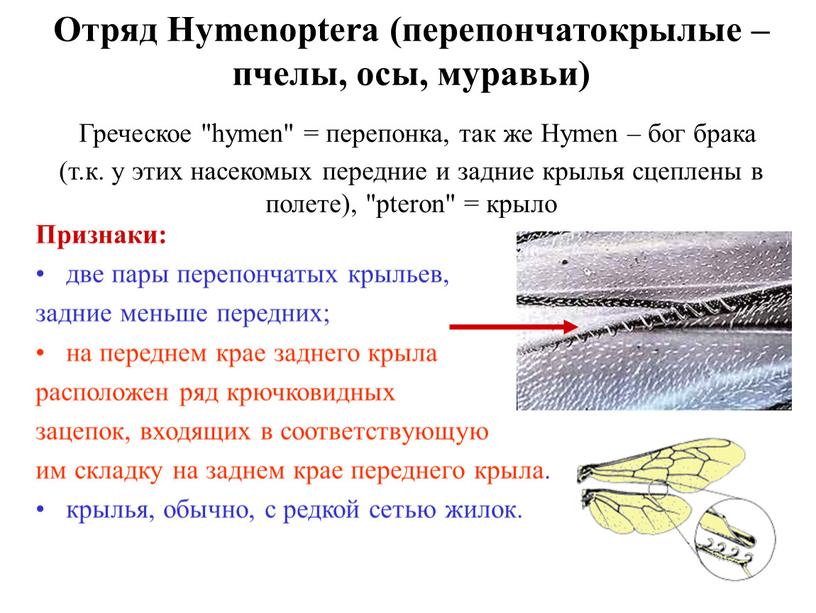 Отряд Hymenoptera (перепончатокрылые – пчелы, осы, муравьи)