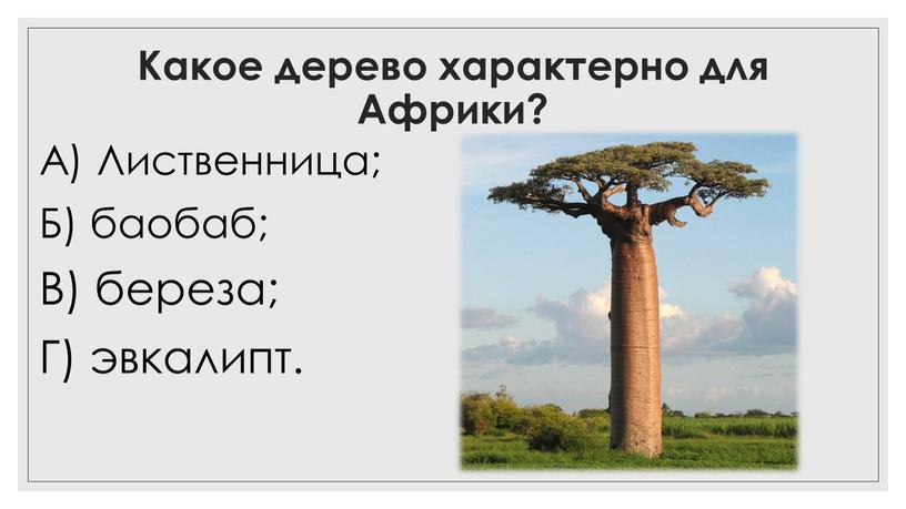 Какое дерево характерно для Африки?