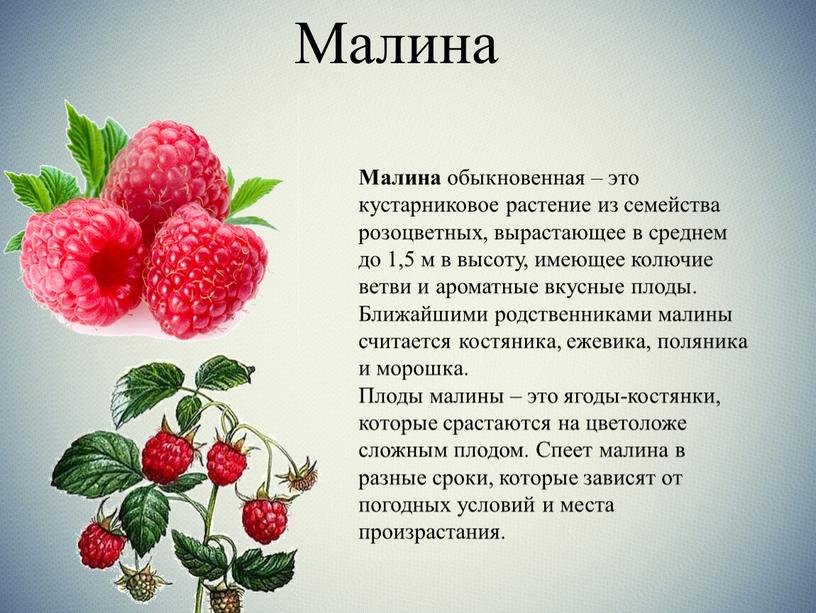 Малина Малина обыкновенная – это кустарниковое растение из семейства розоцветных, вырастающее в среднем до 1,5 м в высоту, имеющее колючие ветви и ароматные вкусные плоды