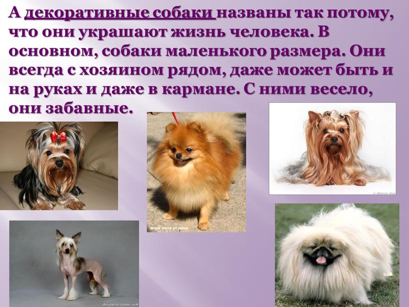 А декоративные собаки названы так потому, что они украшают жизнь человека