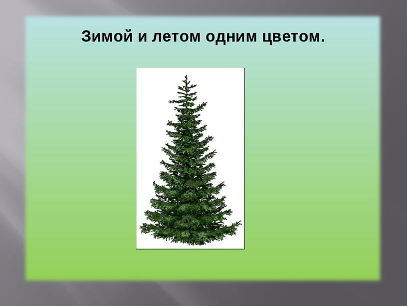 Презентация на тему: "Зимой и летом одним цветом"
