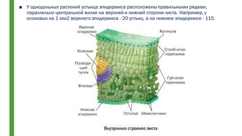 У однодольных растений устьица эпидермиса расположены правильными рядами, параллельно центральной жилке на верхней и нижней стороне листа