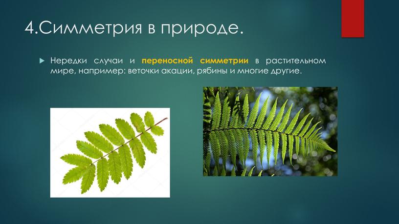 Симметрия в природе. Нередки случаи и переносной симметрии в растительном мире, например: веточки акации, рябины и многие другие