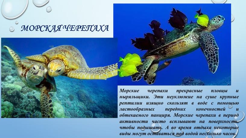 Морская черепаха Морские черепахи прекрасные пловцы и ныряльщики