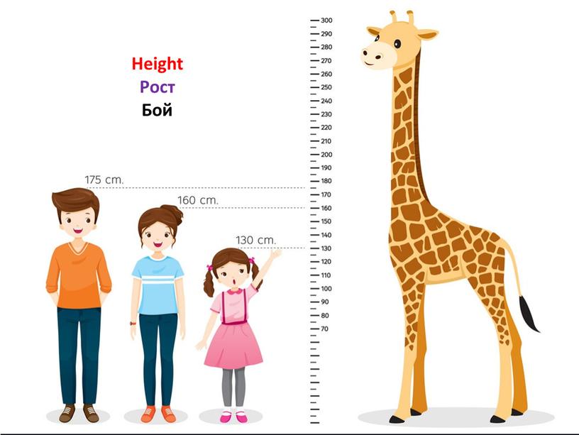 Height Рост Бой