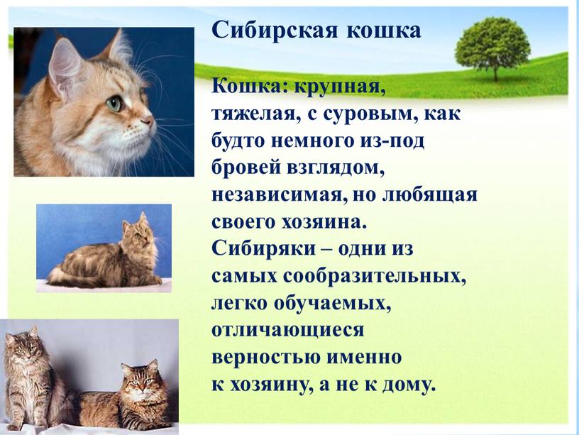 Сибирская кошка Кошка: крупная, тяжелая, с суровым, как будто немного из-под бровей взглядом, независимая, но любящая своего хозяина