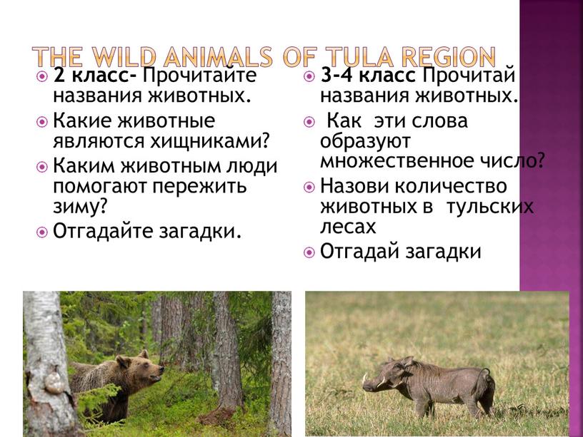 THE WILD ANIMALS OF TULA REGION 2 класс-