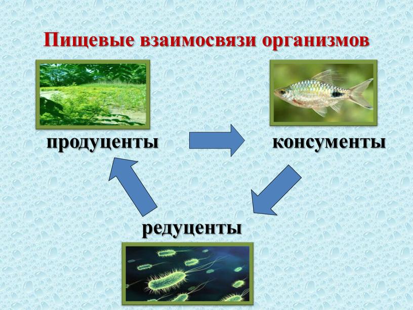 Пищевые взаимосвязи организмов продуценты консументы редуценты