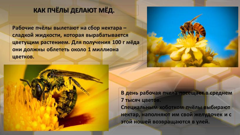 КАК ПЧЁЛЫ ДЕЛАЮТ МЁД. Рабочие пчёлы вылетают на сбор нектара – сладкой жидкости, которая вырабатывается цветущим растением