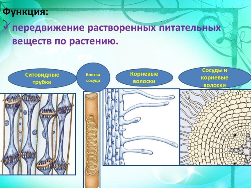 Функция: передвижение растворенных питательных веществ по растению