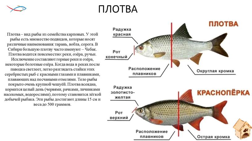 ПЛОТВА Плотва – вид рыбы из семейства карповых