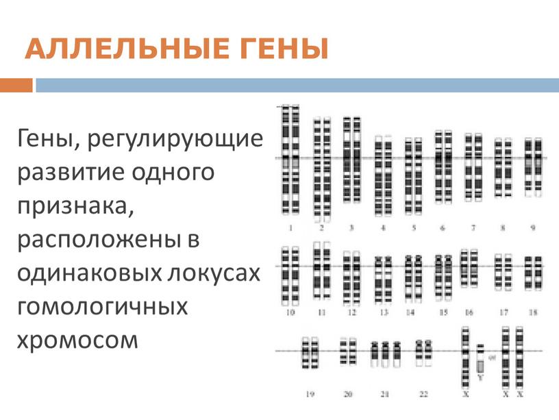 Гены, регулирующие развитие одного признака, расположены в одинаковых локусах гомологичных хромосом