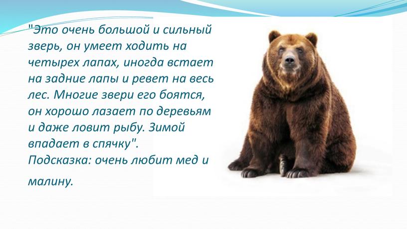 Это очень большой и сильный зверь, он умеет ходить на четырех лапах, иногда встает на задние лапы и ревет на весь лес