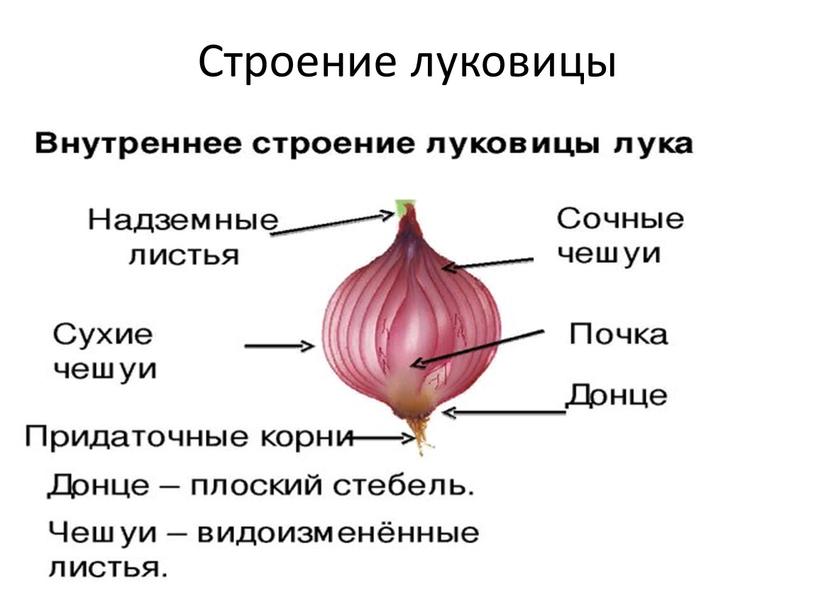 Строение луковицы