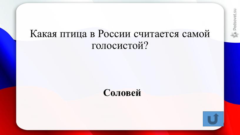 Какая птица в России считается самой голосистой?