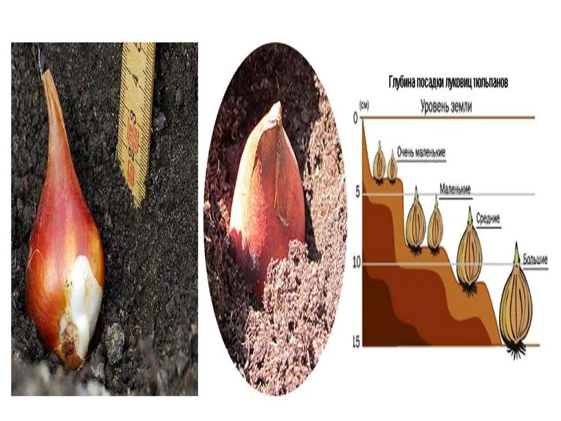 Презентация  " Луковичные"
