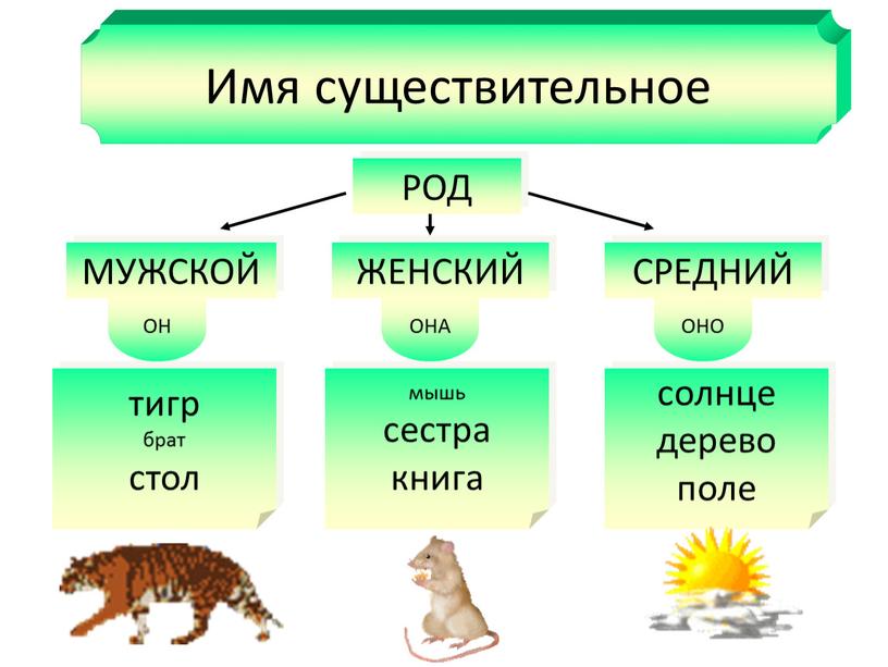 Имя существительное РОД МУЖСКОЙ