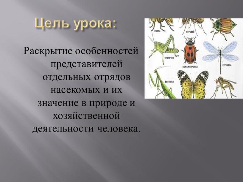 Цель урока: Раскрытие особенностей представителей отдельных отрядов насекомых и их значение в природе и хозяйственной деятельности человека