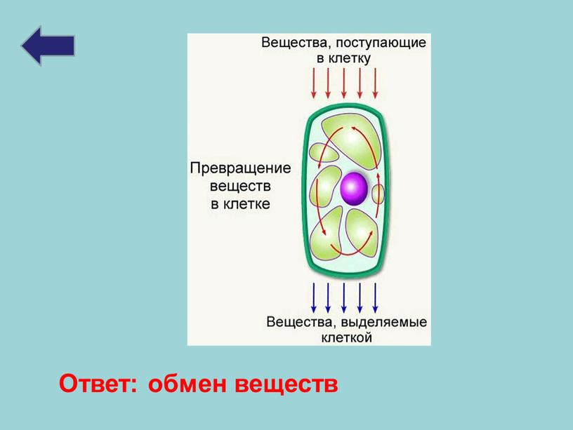 Ответ: обмен веществ