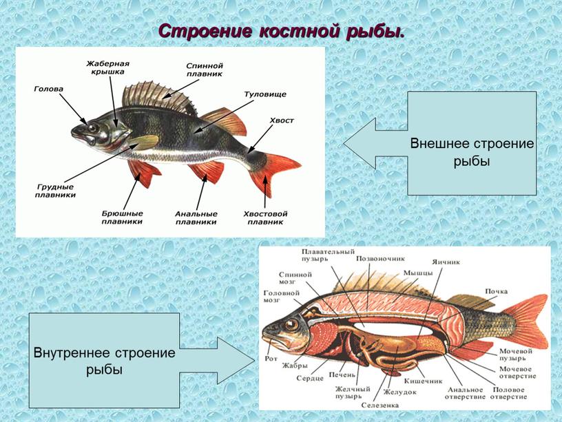 Строение костной рыбы. Внешнее строение рыбы