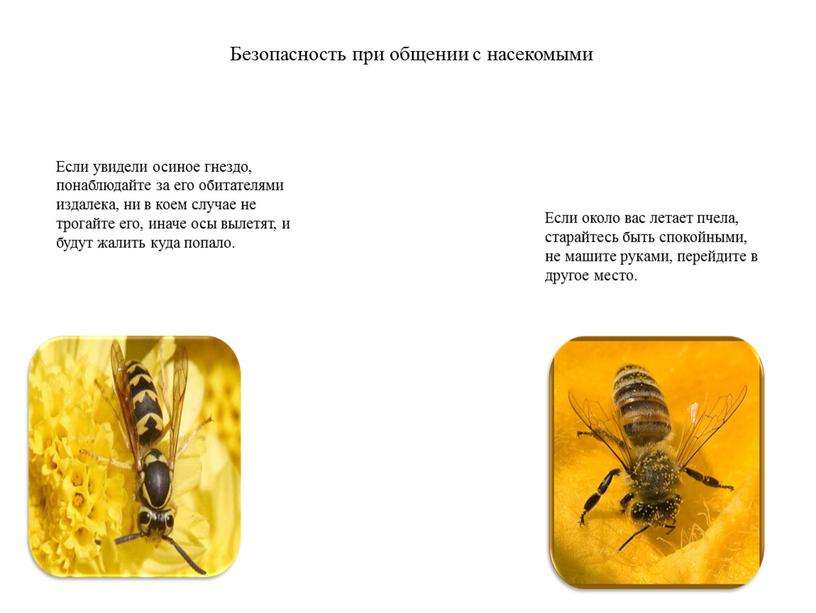 Если увидели осиное гнездо, понаблюдайте за его обитателями издалека, ни в коем случае не трогайте его, иначе осы вылетят, и будут жалить куда попало