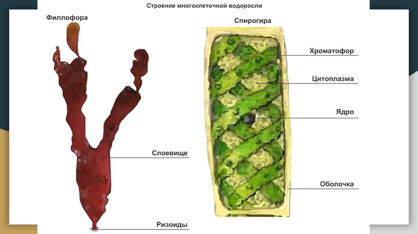 Строение Многоклеточных Водорослей