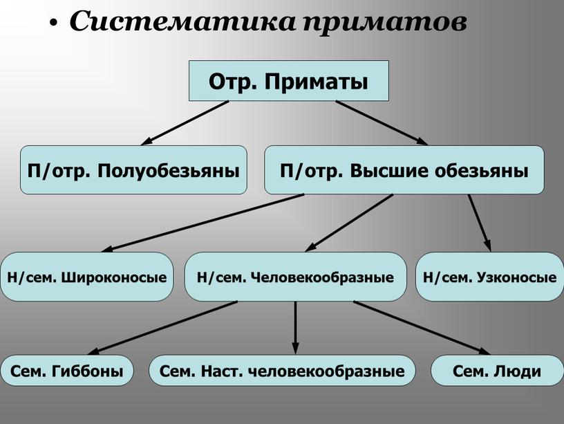 Систематика приматов Отр. Приматы