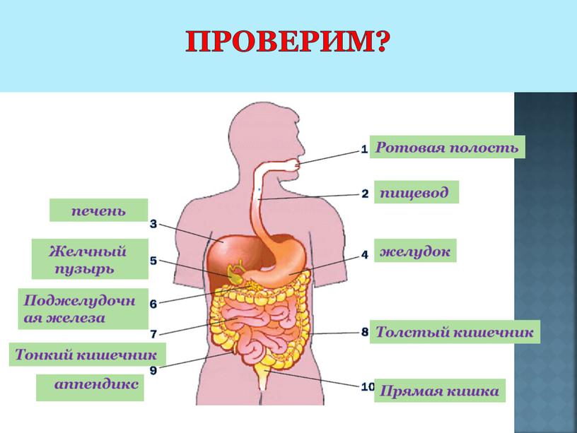 Проверим? Желчный пузырь Ротовая полость пищевод желудок