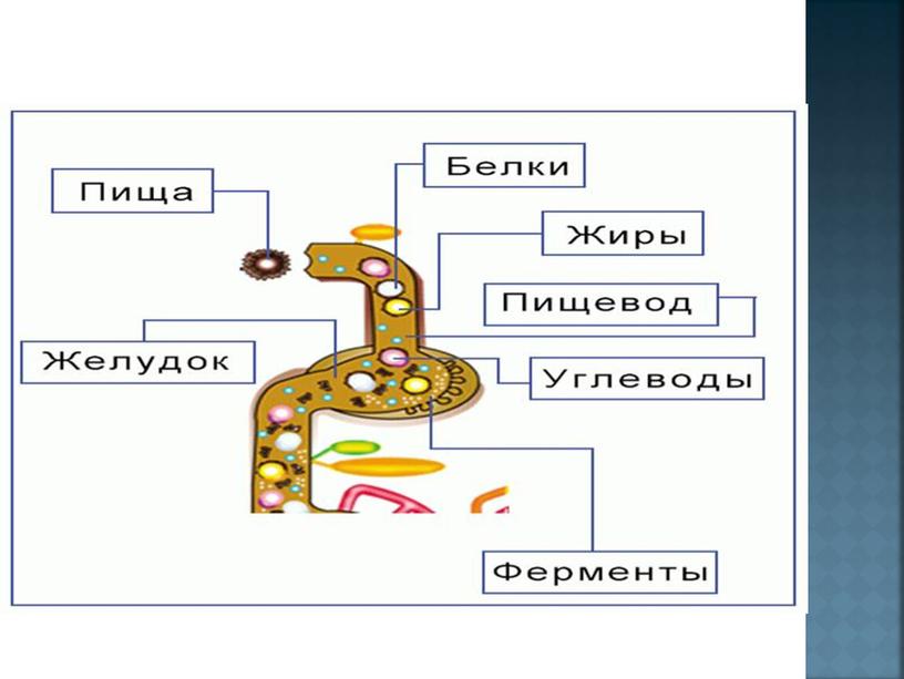 Презентация к уроку тема " Что такое питание и пищеварение" 8 класс биологии