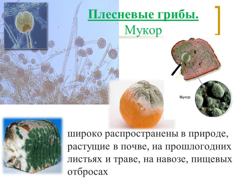 Плесневые грибы. Мукор широко распространены в природе, растущие в почве, на прошлогодних листьях и траве, на навозе, пищевых отбросах