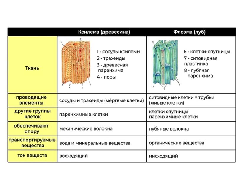 Презентация "Виды корней и типы корневых систем"