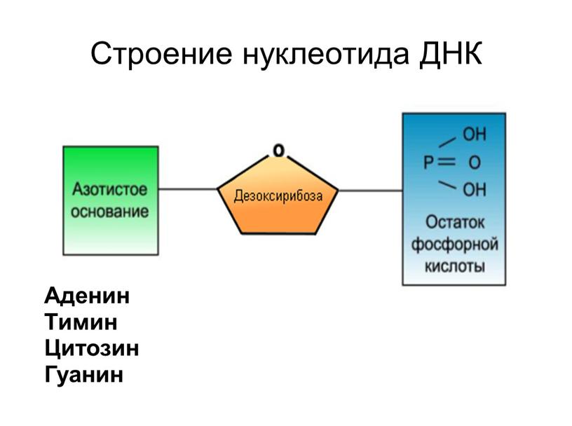 Строение нуклеотида ДНК Аденин