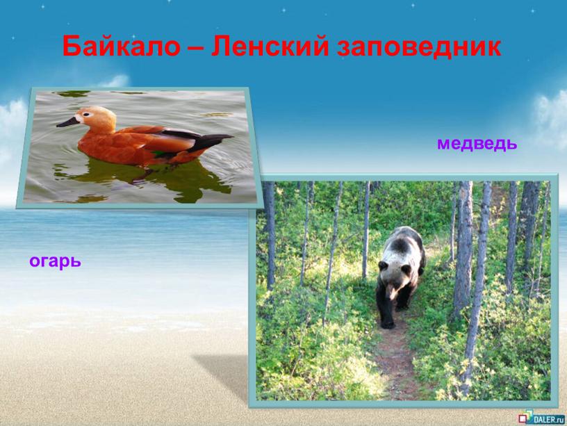 Байкало – Ленский заповедник огарь медведь