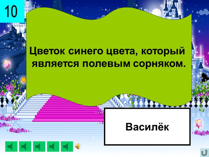 Цветок синего цвета, который является полевым сорняком