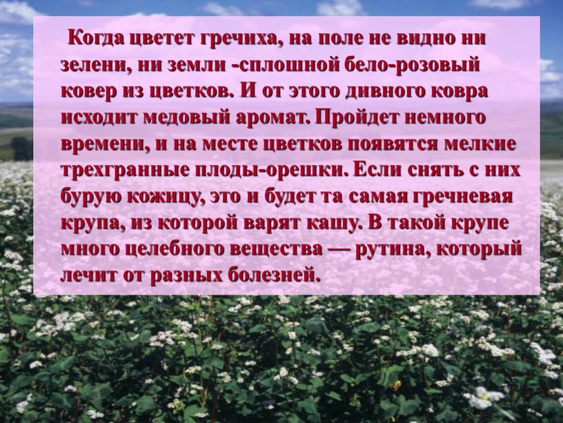 Когда цветет гречиха, на поле не видно ни зелени, ни земли -сплошной бело-розовый ковер из цветков